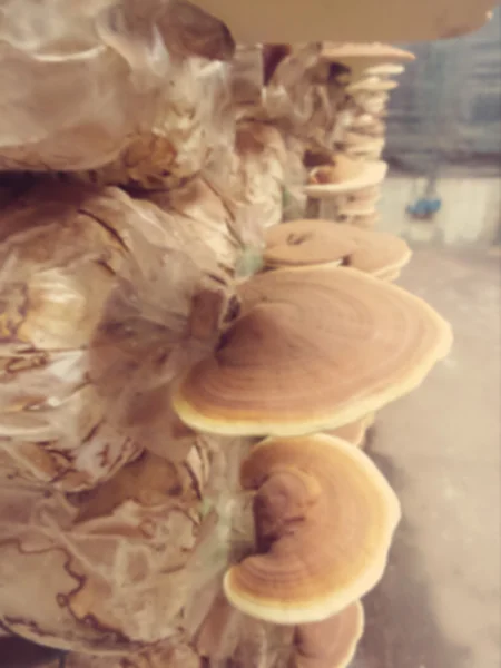 Desenfoque de ganoderma lucidum - ling zhi mushroom . — Foto de Stock