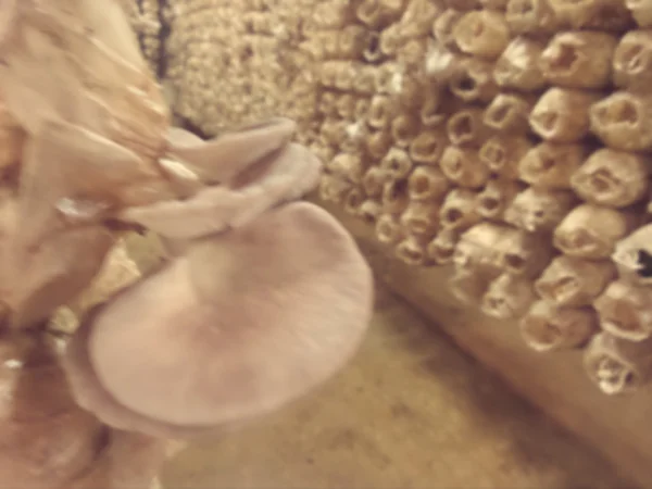 Desenfoque de ganoderma lucidum - ling zhi mushroom . — Foto de Stock