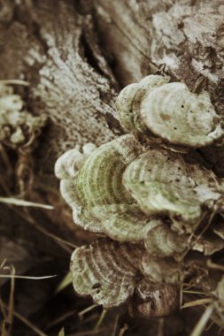 Ganoderma Lucidium - ling zhi mantar.