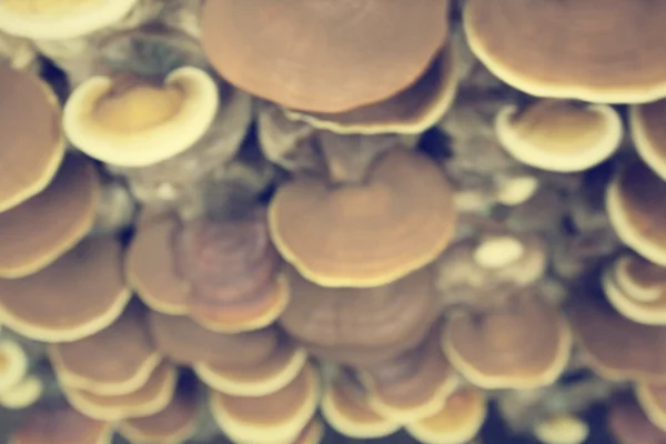 Desenfoque de ganoderma lucidum - ling zhi mushroom . —  Fotos de Stock