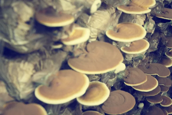 Desenfoque de ganoderma lucidum - ling zhi mushroom . — Foto de Stock