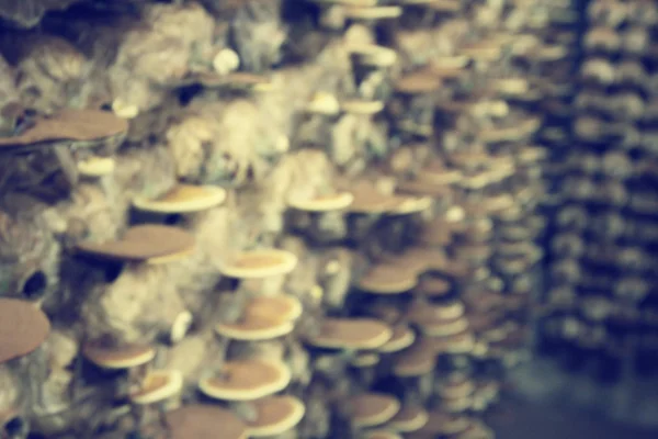 Desfocado de ganoderma lucidum - ling zhi mushroom . — Fotografia de Stock