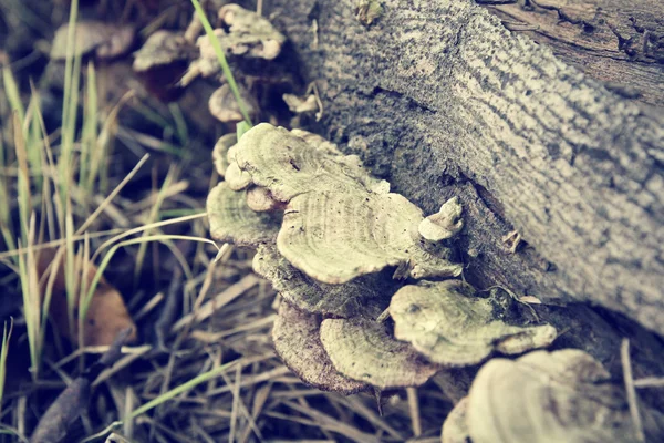 Ganoderma Lucidum - Ling Zhi Mushroom. — Stock Photo, Image