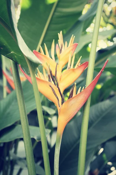 Bird of paradise — Stock Photo, Image