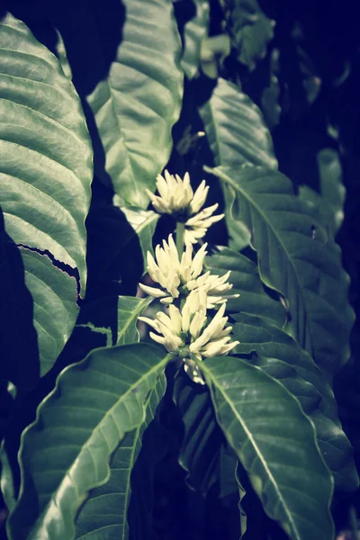 Kaffeepflanze mit Blüte — Stockfoto
