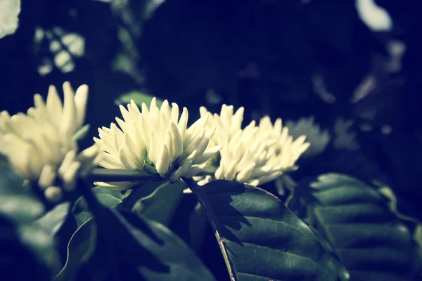 Koffie plant met bloesem — Stockfoto