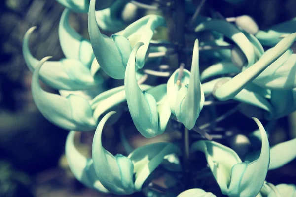 Newguinea Creeper - flores verdes — Fotografia de Stock