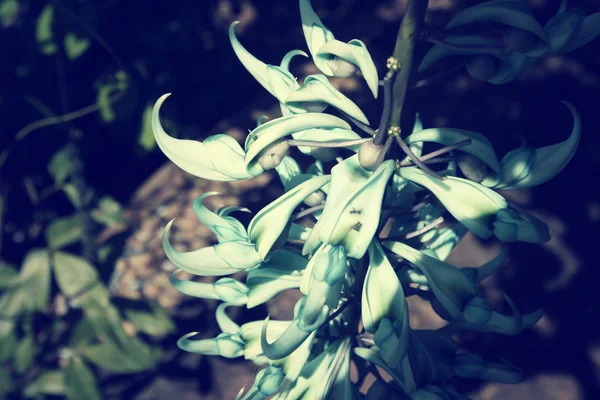 Newguinea Creeper - fleurs vertes — Photo