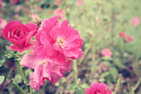 Vintage roses — Stock Photo, Image