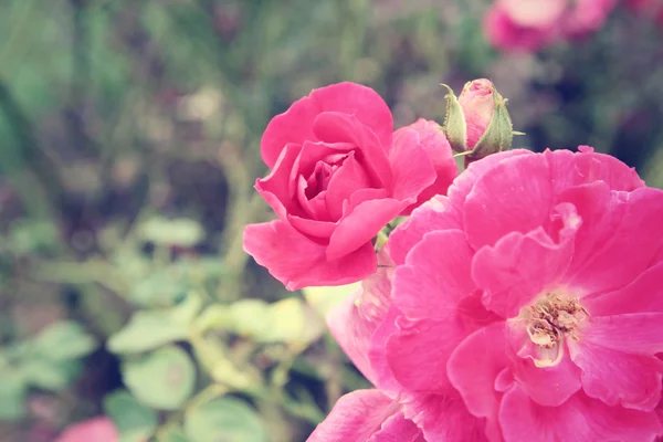 Урожай троянд — стокове фото