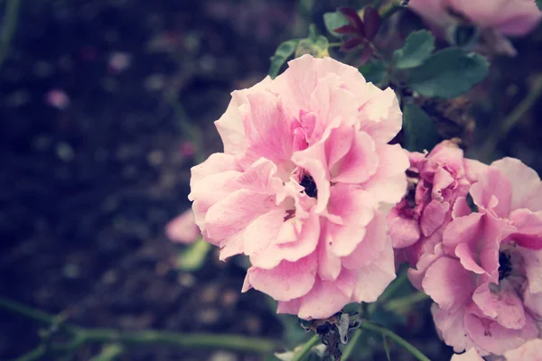 Vintage roses — Stock Photo, Image