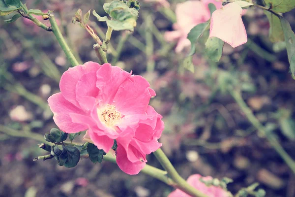 复古玫瑰 — 图库照片