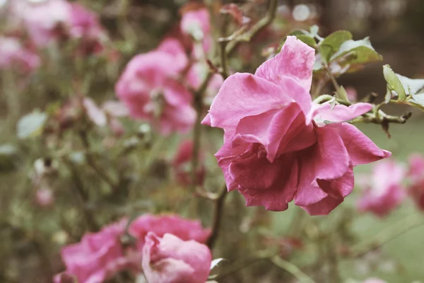 Rosas vintage — Foto de Stock