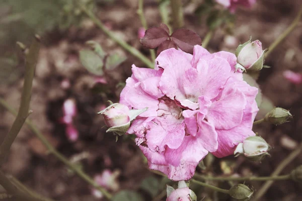 Vintage roses — Stock Photo, Image