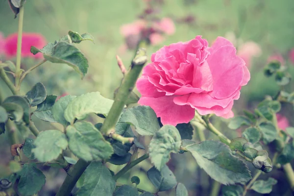 Vintage róże — Zdjęcie stockowe