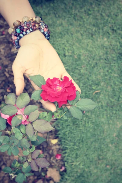 Rosa con mano — Foto Stock