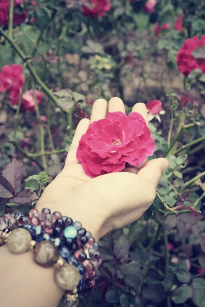 Rose with hand — Stock Photo, Image