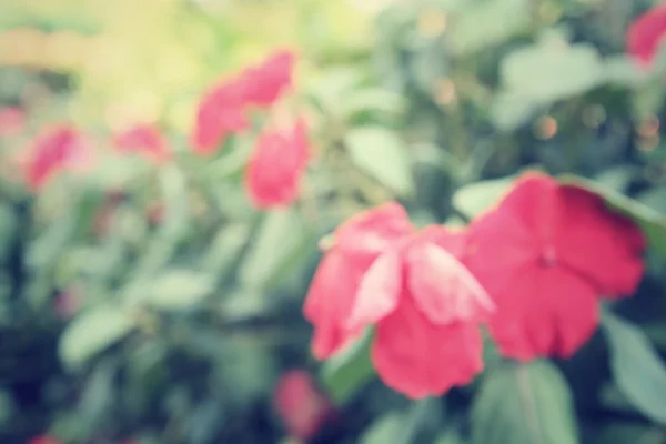 Blurred of flowers — Stock Photo, Image