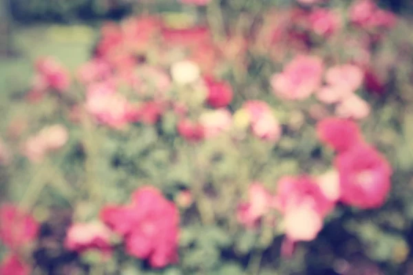 Rozmazané květů růží — Stock fotografie