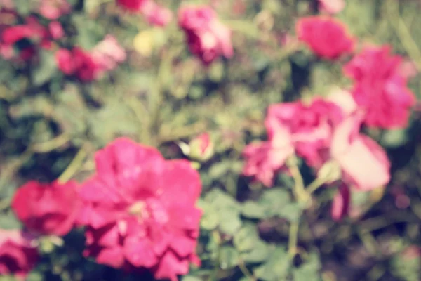 Rozmazané květů růží — Stock fotografie