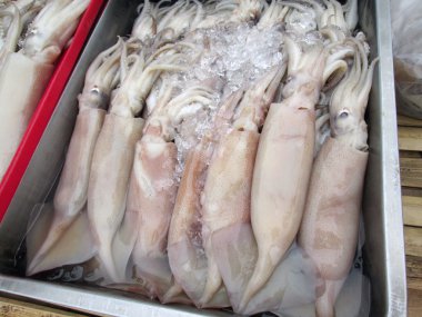Fresh squid