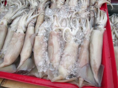 Fresh squid