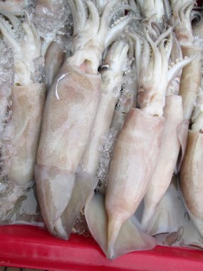 Fresh squid