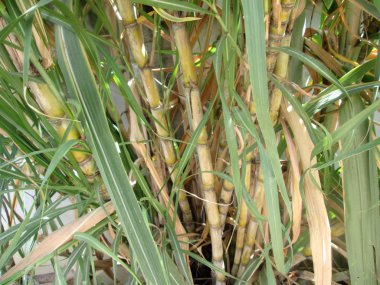 şeker kamışı bitkiler