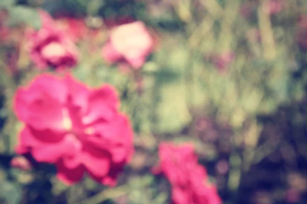 Blurred of roses flowers — Stock Photo, Image