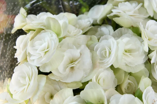 Flores blancas — Foto de Stock