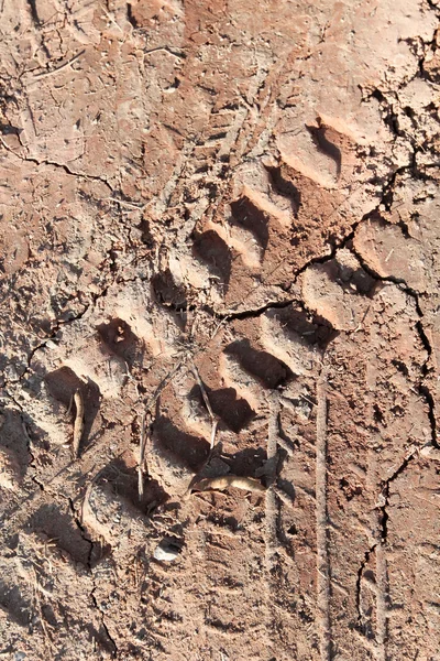 Wheel tracks on the soil. — Stock Photo, Image