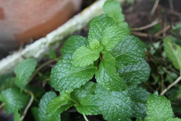 Hojas de menta de pimienta — Foto de Stock