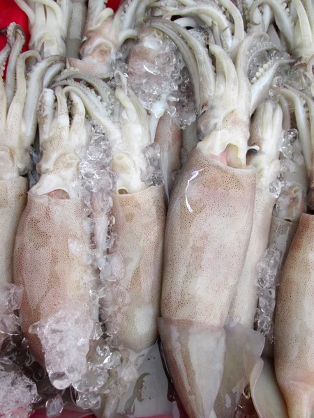 신선한 오징어 — 스톡 사진
