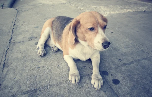 Perro Beagle — Foto de Stock