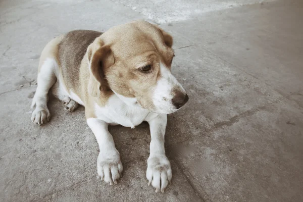 Beagle hund — Stockfoto