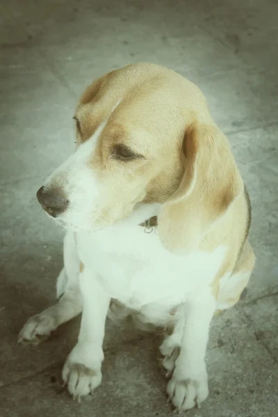 비글 강아지 — 스톡 사진