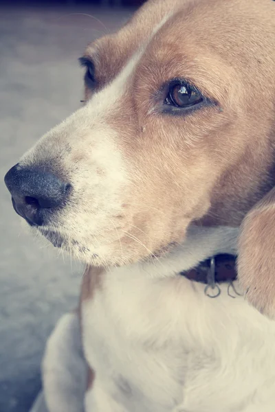 Beagle hond — Stockfoto