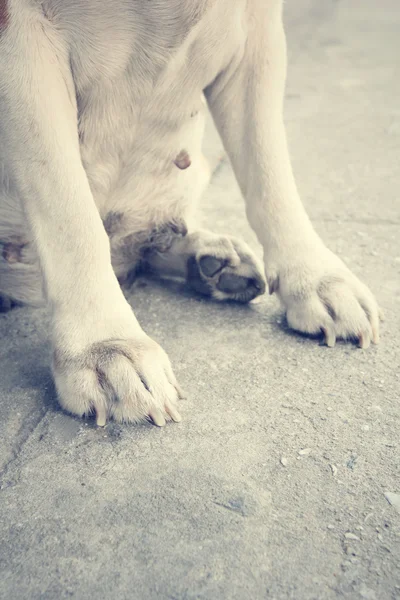 Pé de cão — Fotografia de Stock