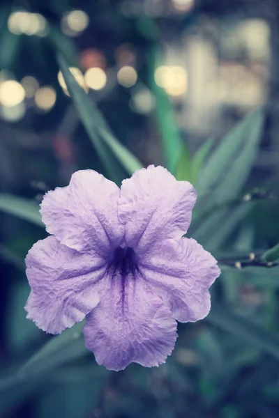 Fleur pourpre — Photo