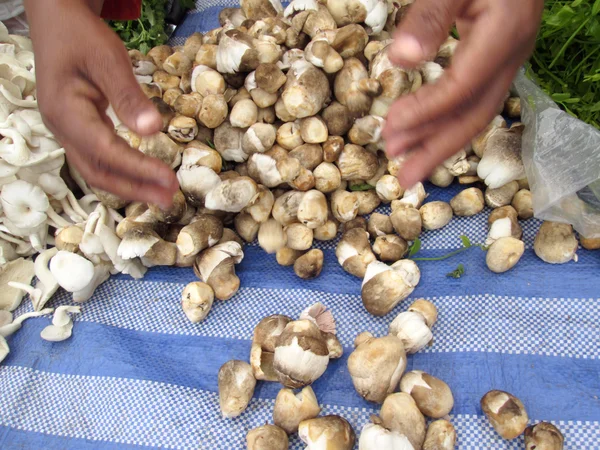 Fresh mushrooms — Stock Photo, Image