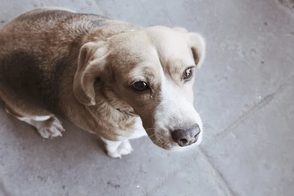 Beagle hond op zoek — Stockfoto