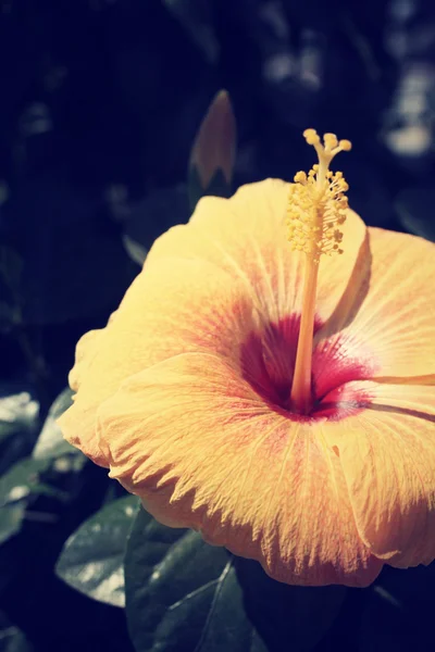 Kwiat Hibiscus kwiaty - pomarańczowy — Zdjęcie stockowe