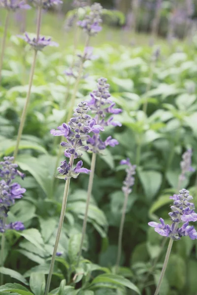 Paarse salvia bloemen — Stockfoto