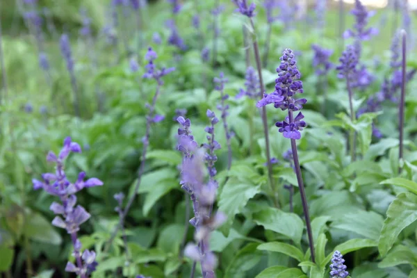 Purple salvia flowers — Stock Photo, Image