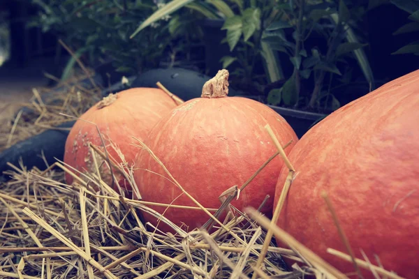 Calabazas frescas —  Fotos de Stock