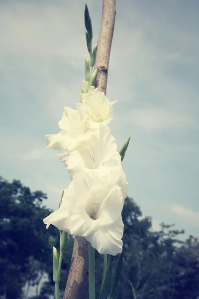 Valkoiset kukat — kuvapankkivalokuva