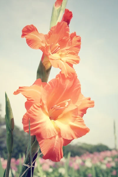 Oranje bloemen — Stockfoto