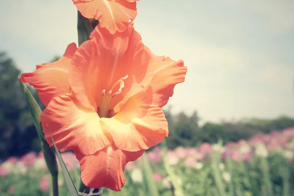 Orange flowers — Stock Photo, Image