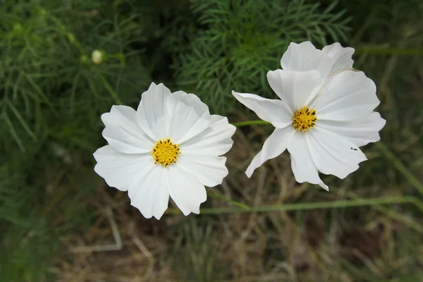 Gebied van witte cosmos bloemen — Stockfoto
