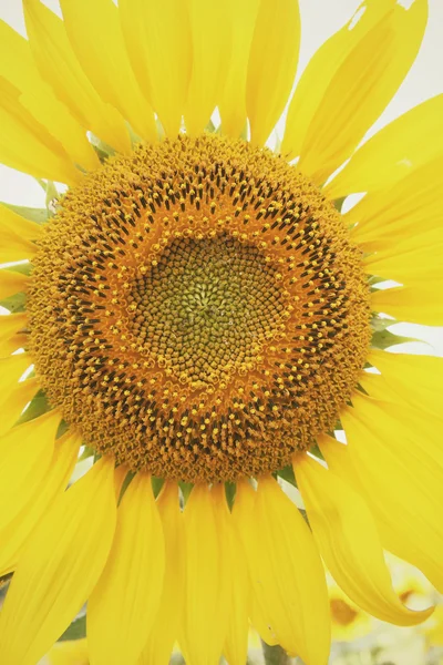 Girasoli — Foto Stock